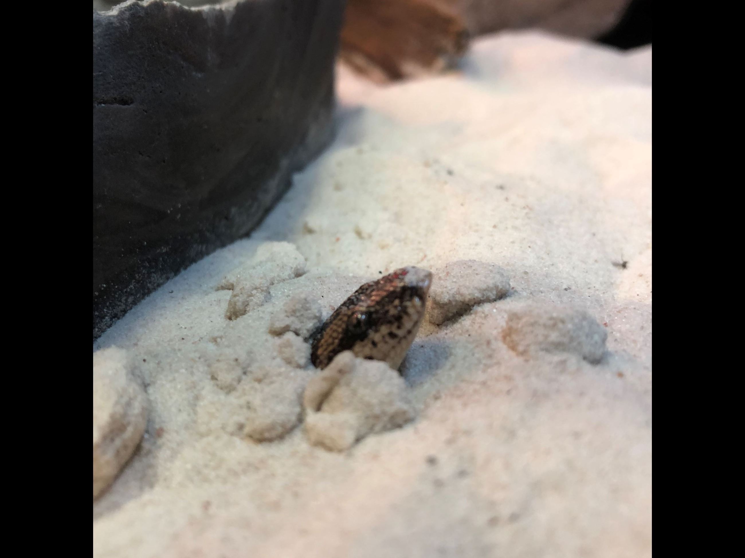 Kenyan Sand Boa